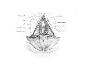 Sexual Anatomy