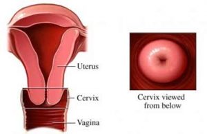 Cervix During Orgasm